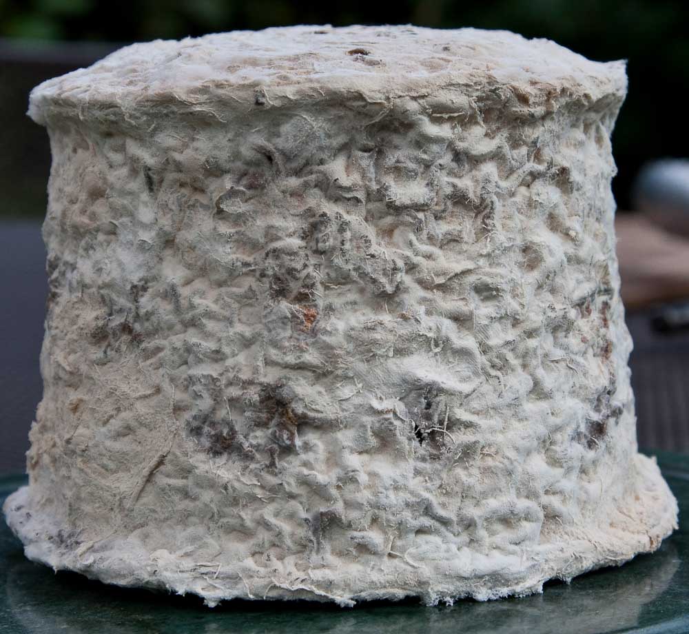 A whole cheese with white mould growth on the outside.