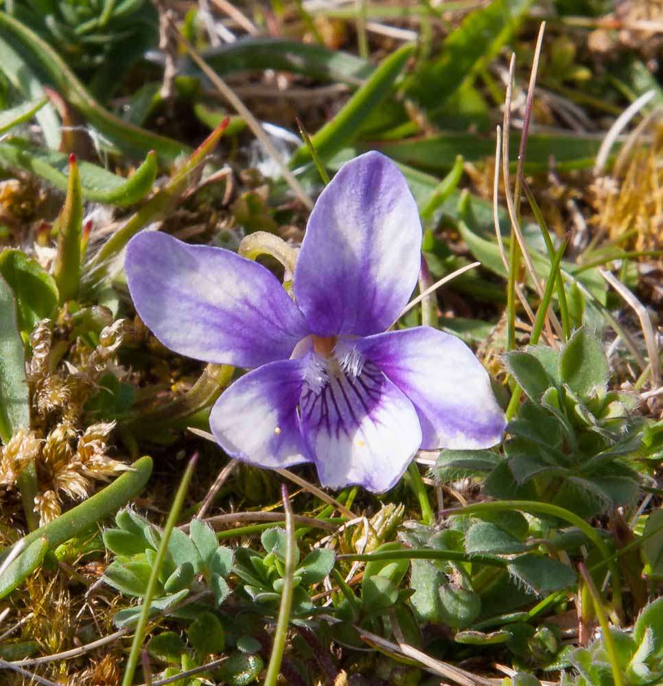 Image of a blue flower close up