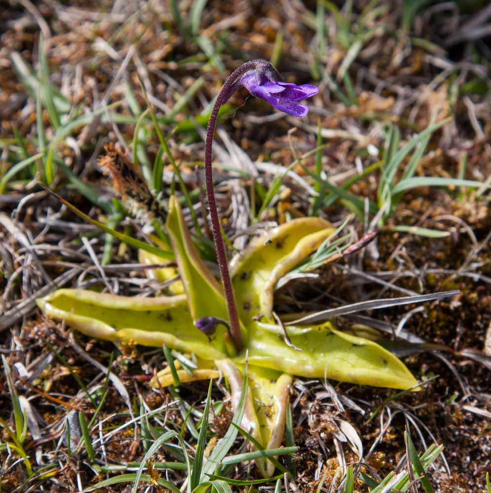 Image of a blue flower on a long flower stalk rising from leaves next to the ground called common butterwort
