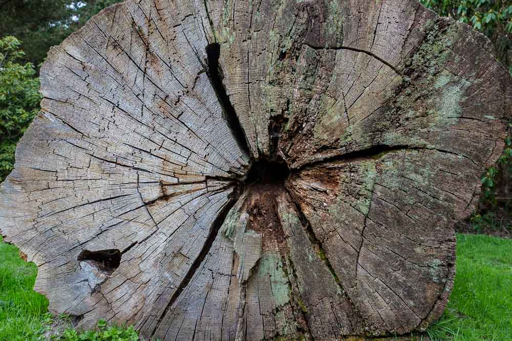 An old cut tree trunk lying on its side showing growth rings and splits to the timber