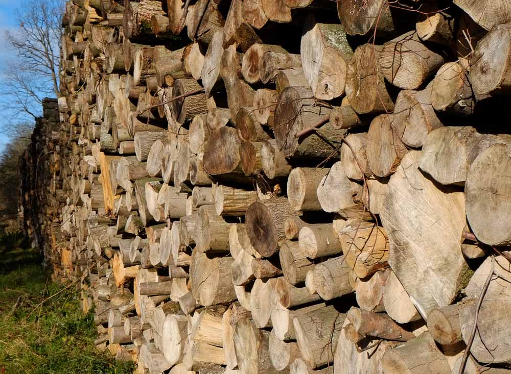 A large stack of cut logs