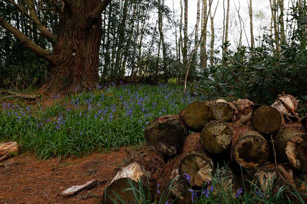 Cut logs in a wood with bluebells