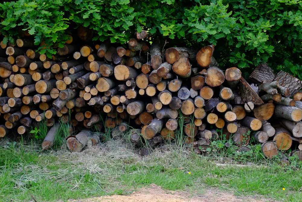 A stack of cut logs being overgrown by an oak hedge