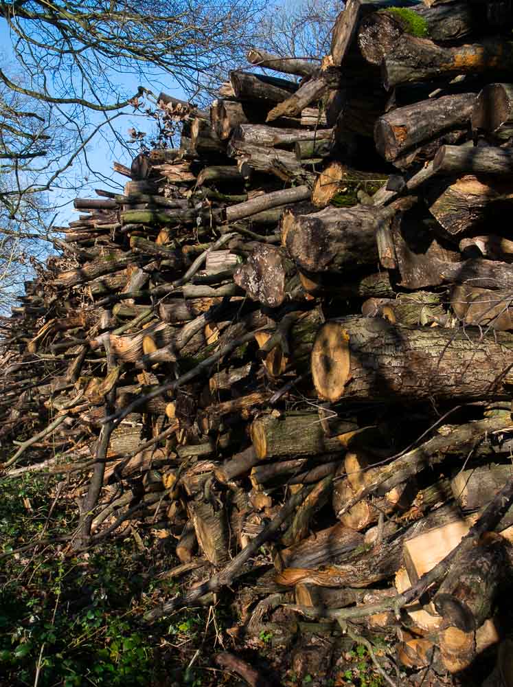 Cut logs stacked high