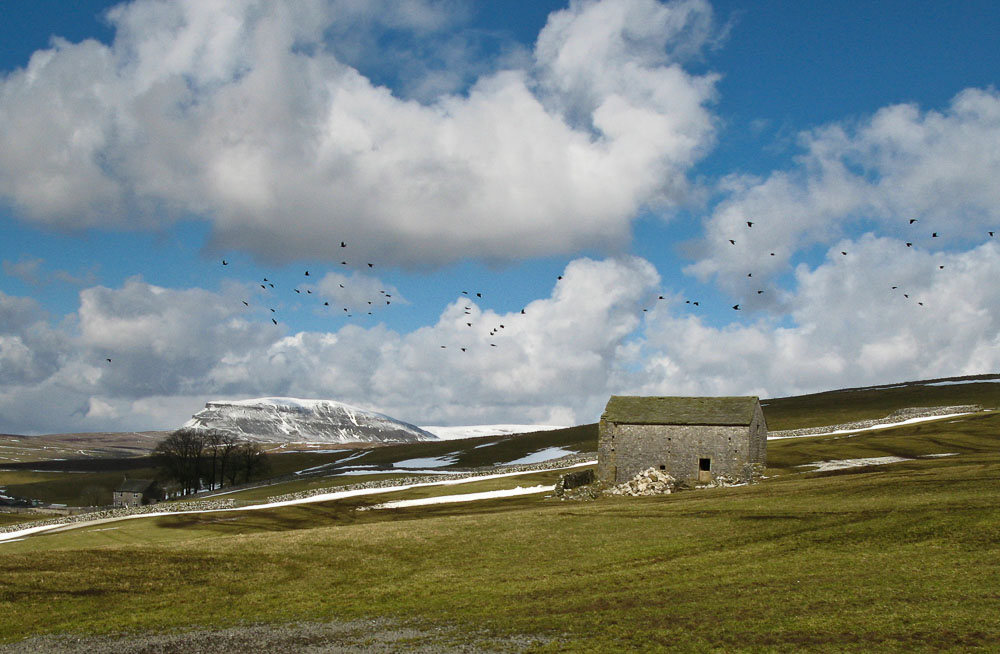 A field barn in a grassy meadow with clouds and blue sky flecked with birds and a snow covered Pen y ghent hill in the distance
