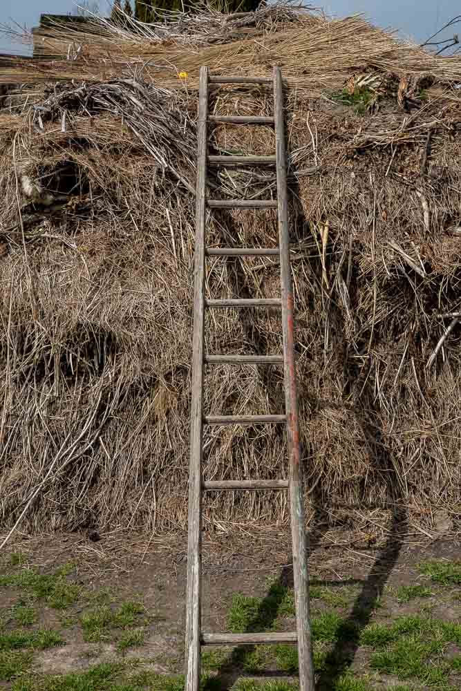 A wooden ladder against a large heap of dried grass and other vegetation piled high. The ladder is old with a rung near the bottom missing.