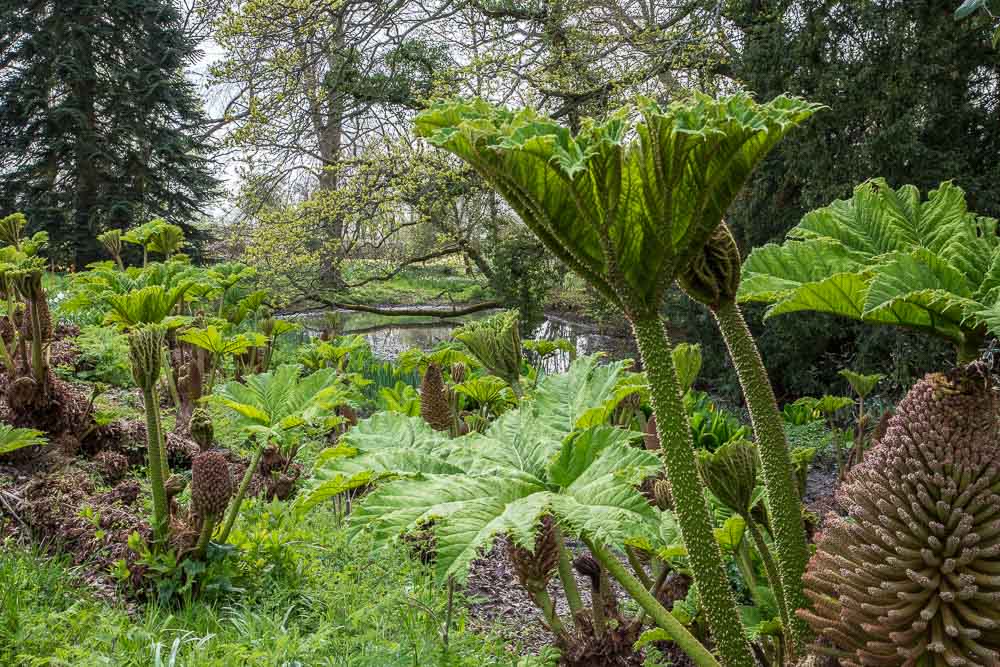 Gunnera manicata (giant rhubarb) with a boggy looking pond in the background. Large leaves and spiky flowers can be seen.