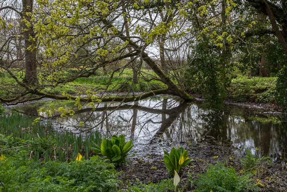 A boggy pond with yellow flower spikes of skunk cabbage in the foreground