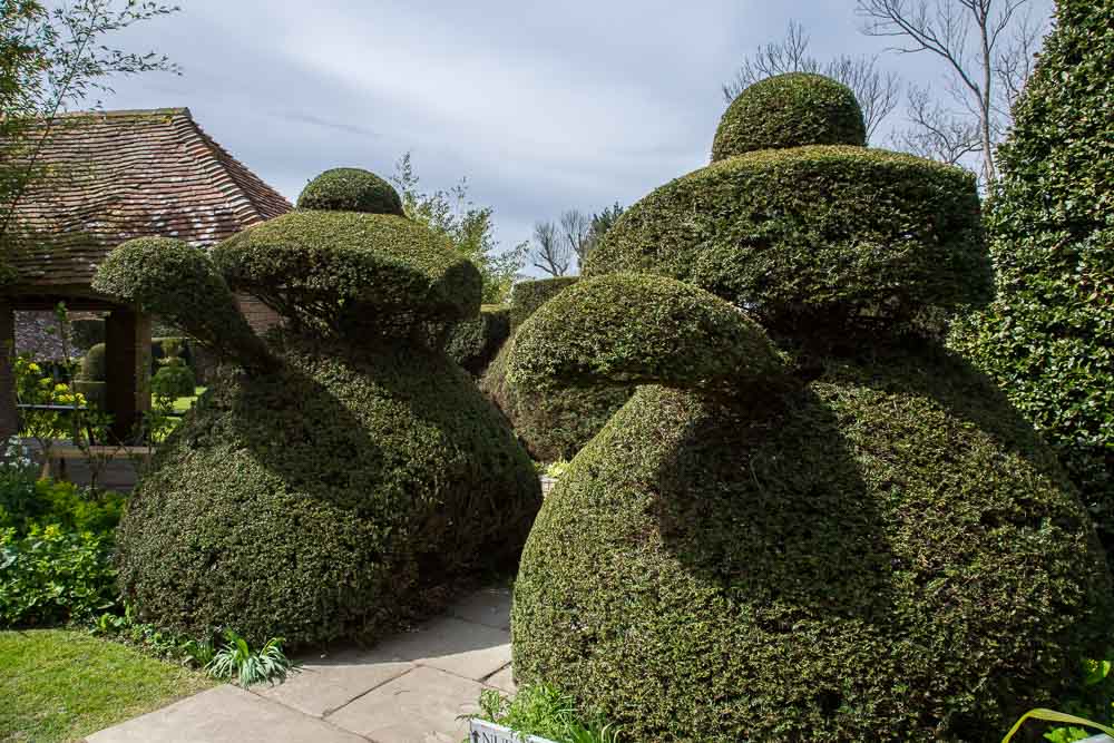 Topiary yew hedges shaped as Peacocks