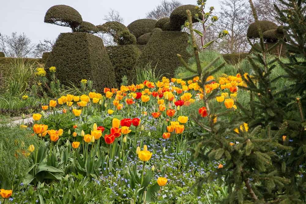 Yew topiary with yellow and orange tulips in the foreground.