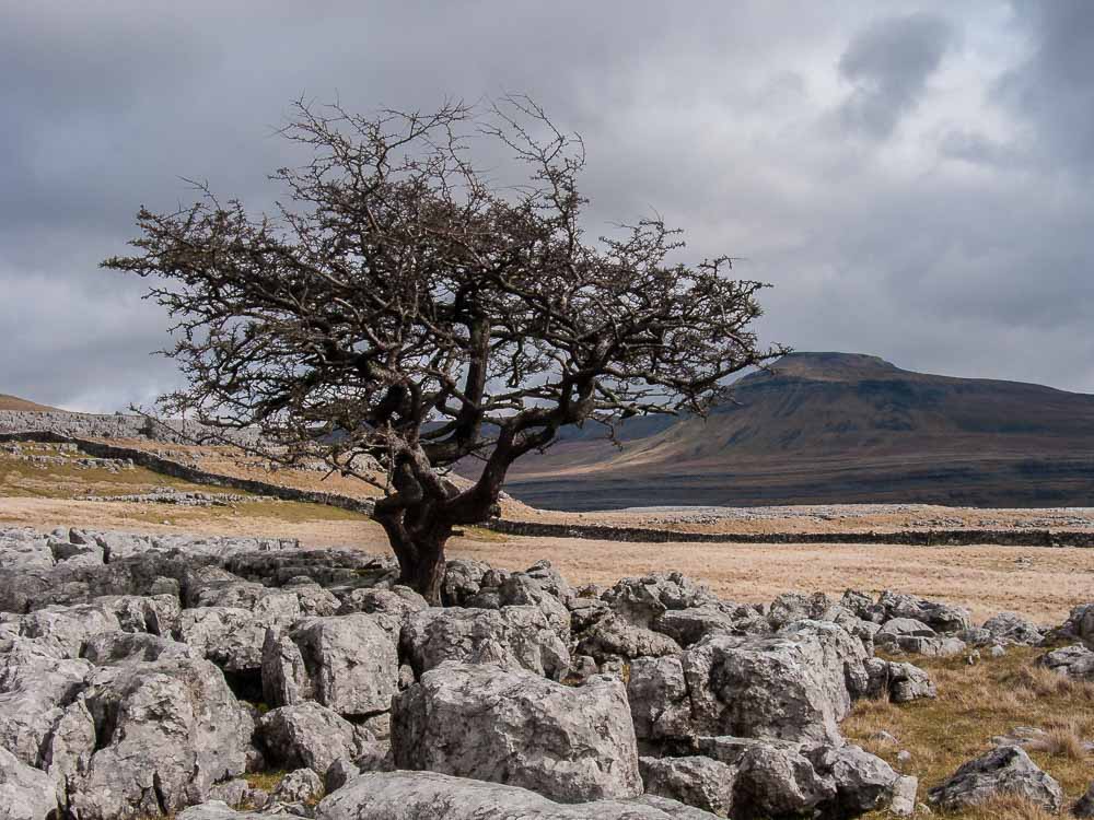 A Hawthorn tree growing from limestone rocks with Ingleborough hill in the distance