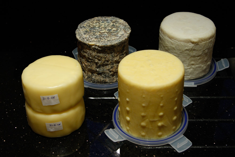 Five small whole cheeses grouped together. Two are waxed like a cheddar, one is wrapped in cloth and one is mouldy on the outside.