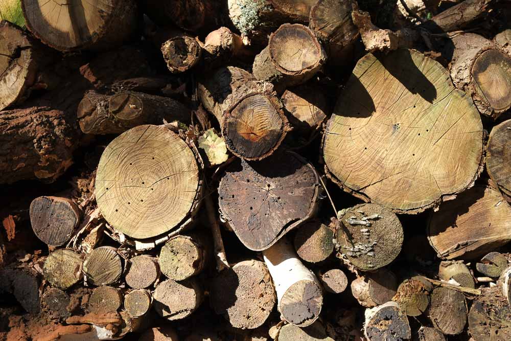 A log pile with numerous bore holes made by insects in the cut ends.