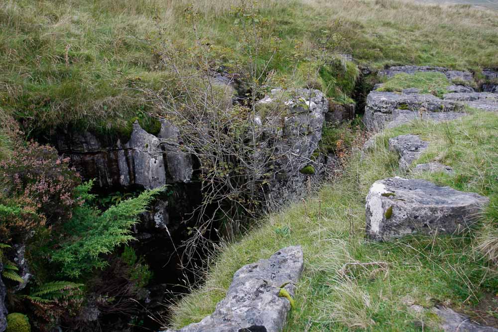 Juniper bushes and grass at the entrance to a shaft in the grassy moor