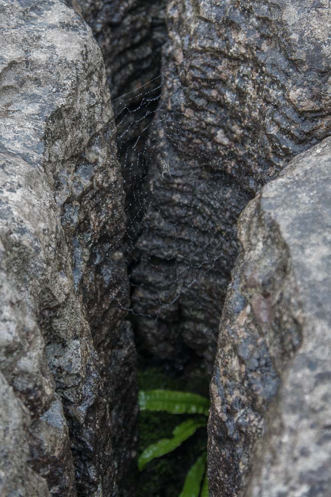 a close up view of a limestone pavement showing the gaps between the limestone blocks. A spider is visible in a web spun between the blocks.