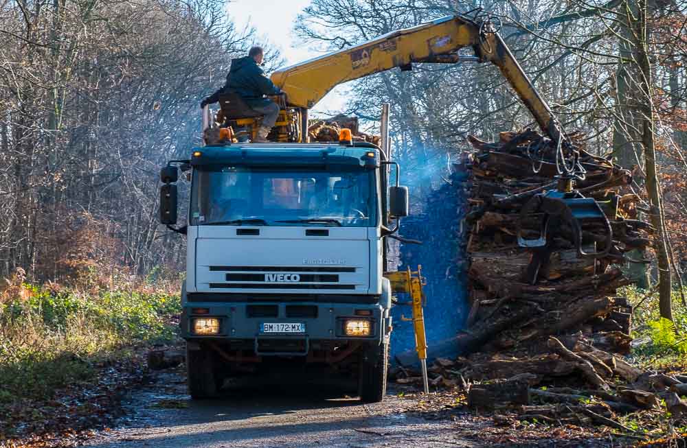 A lorry and grab arm lifting cut logs
