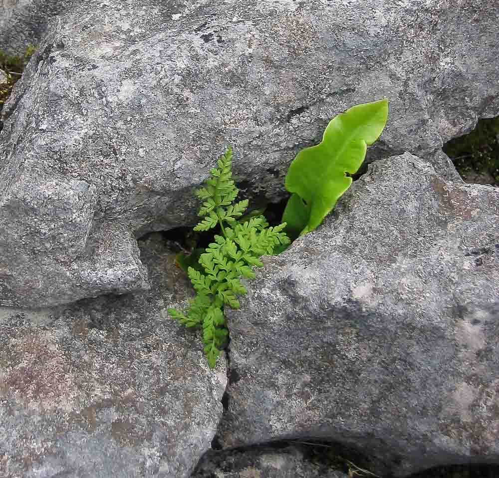 Harts Tongue fern and possibly Spleenwort growing from between limestone blocks