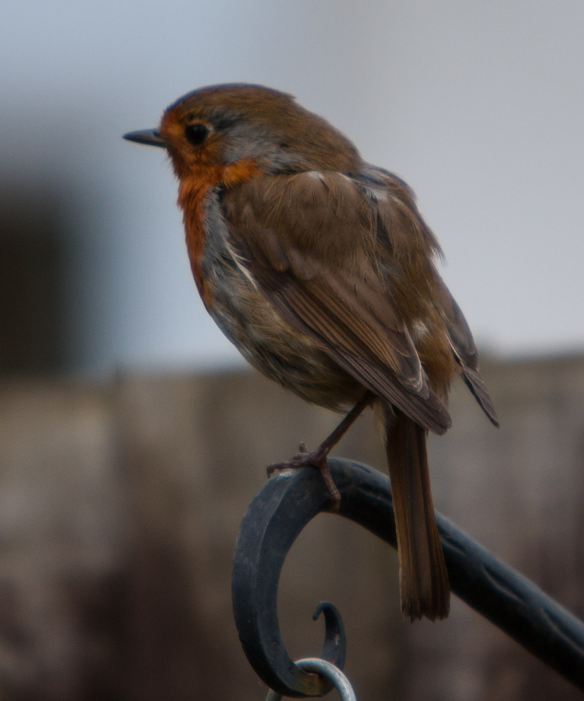 One legged robin perched on a bird feeder hanger