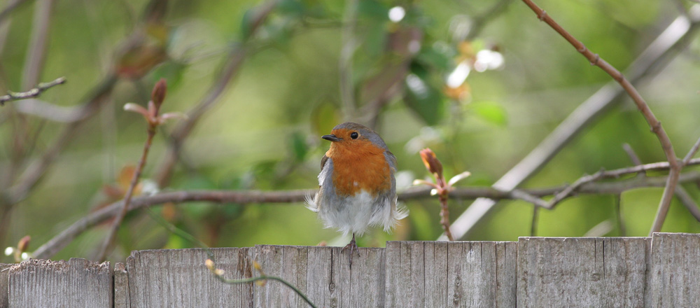 Image of a Robin standing on one leg on a garden fence