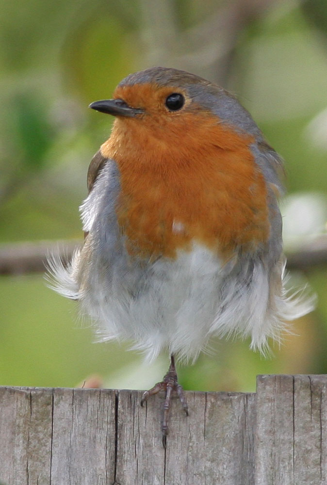 Robin standing on one leg on a garden fence.