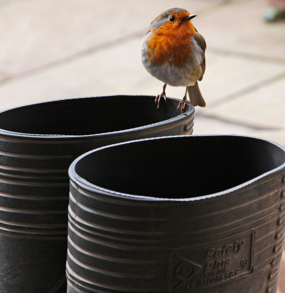 Robin perched on Wellington boots