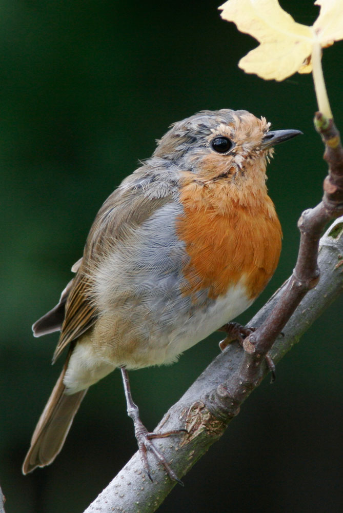 Image of a Robin perched in a fig tree