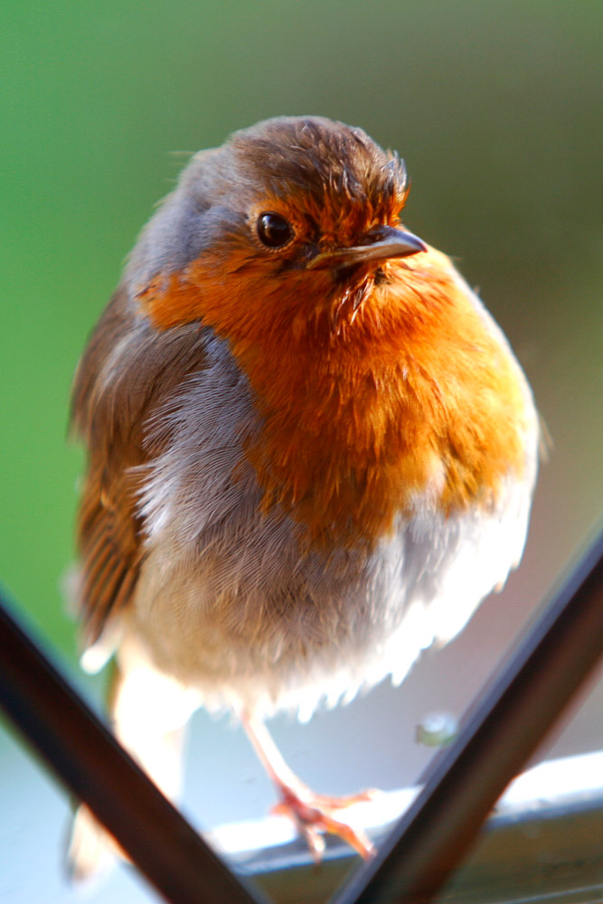 Image of a very plump Robin on the outside of a glass door standing on the door handle peering inside.