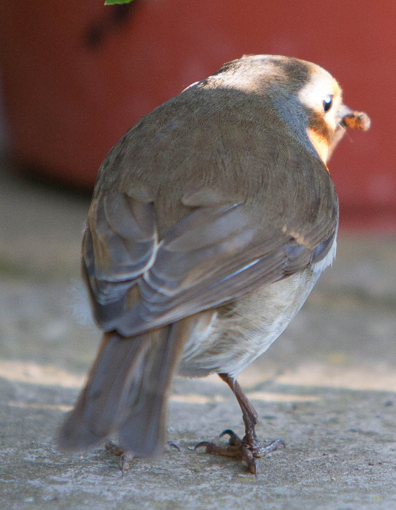 Image close up of the Robin's injured leg