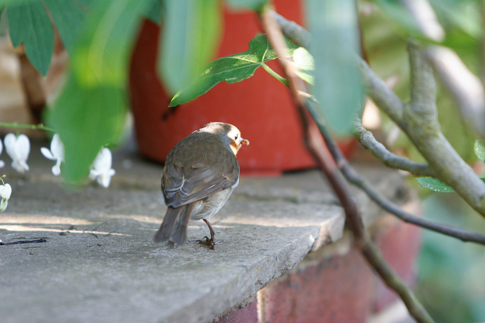Image of a Robin walking on a stone patio showing one injured leg