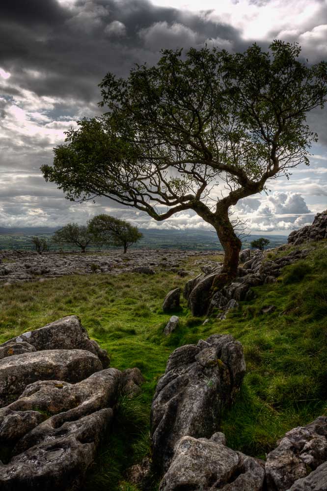 A tree growing from a rocky bank with a heavy clouded sky
