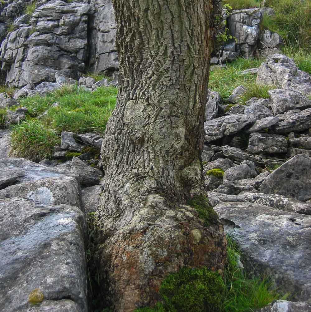A tree trunk growing through limestone rocks