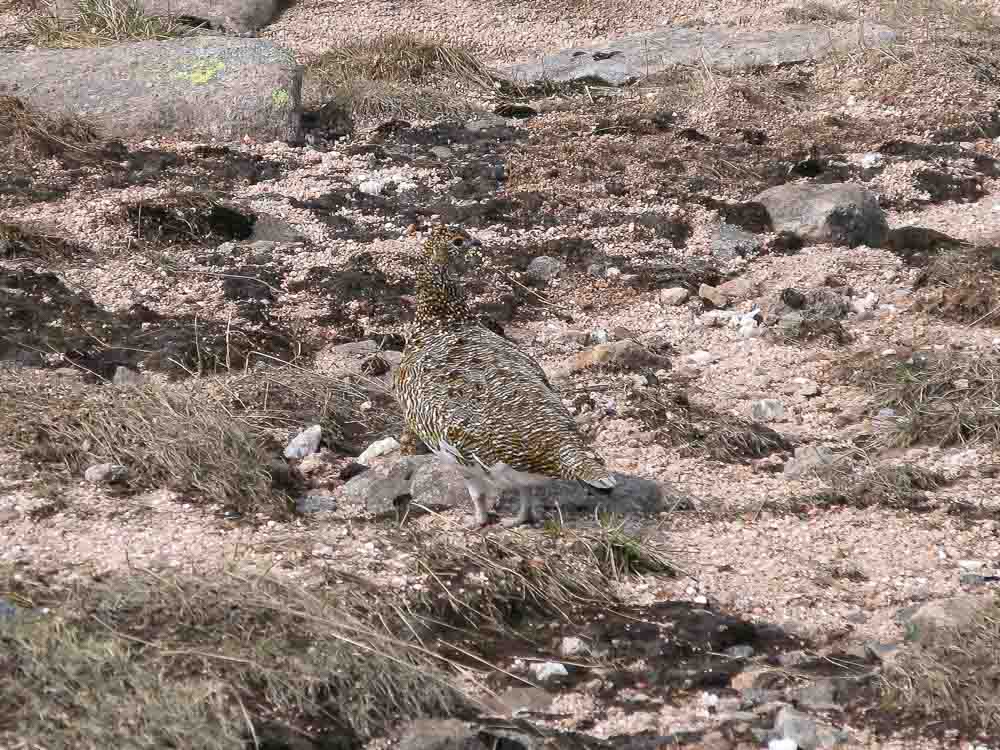 A well camouflaged bird in speckled brown and white plumage walks over granite gravel, rocks and grass