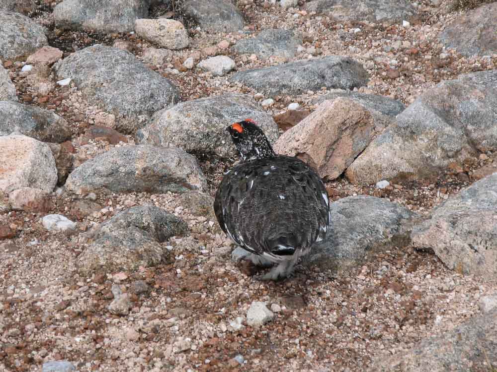 A Ptarmigan bird with black and white feathers and bright red flashes above each eye walks on granite gravel and rocks
