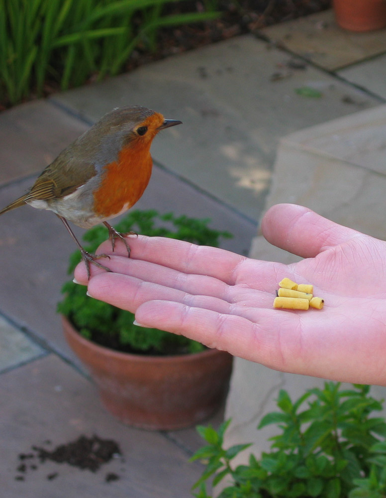 Image of a Robin feeding from a person's hand
