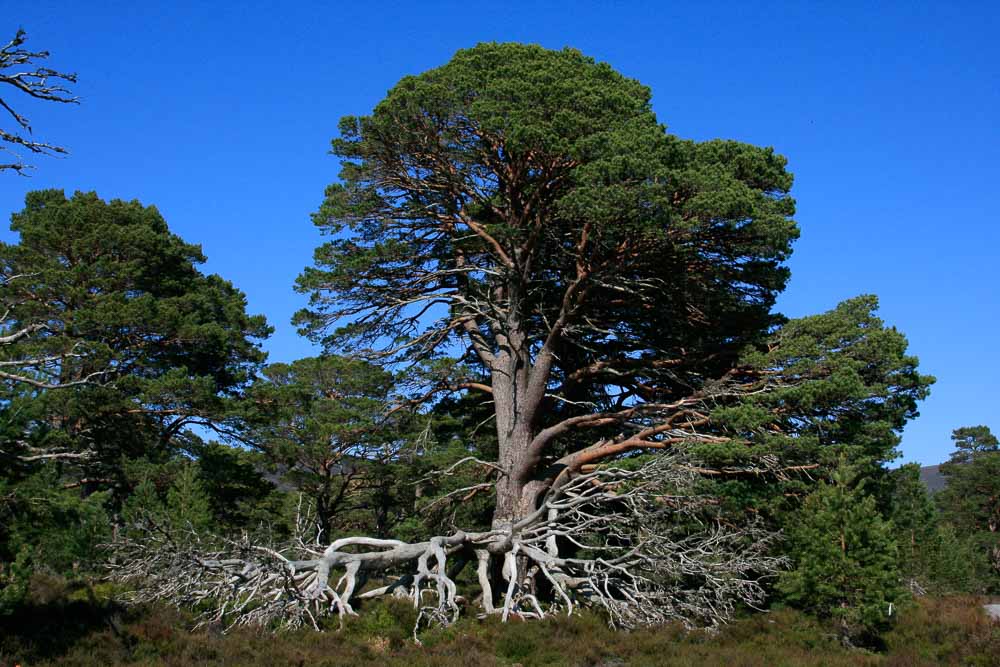 A Scots Pine tree against a clear blue sky with a fallen and bleached white tree in the foreground